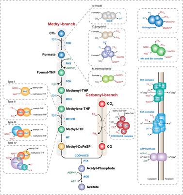 Engineering Acetogenic Bacteria for Efficient One-Carbon Utilization